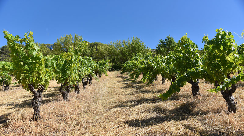 coteau vignes