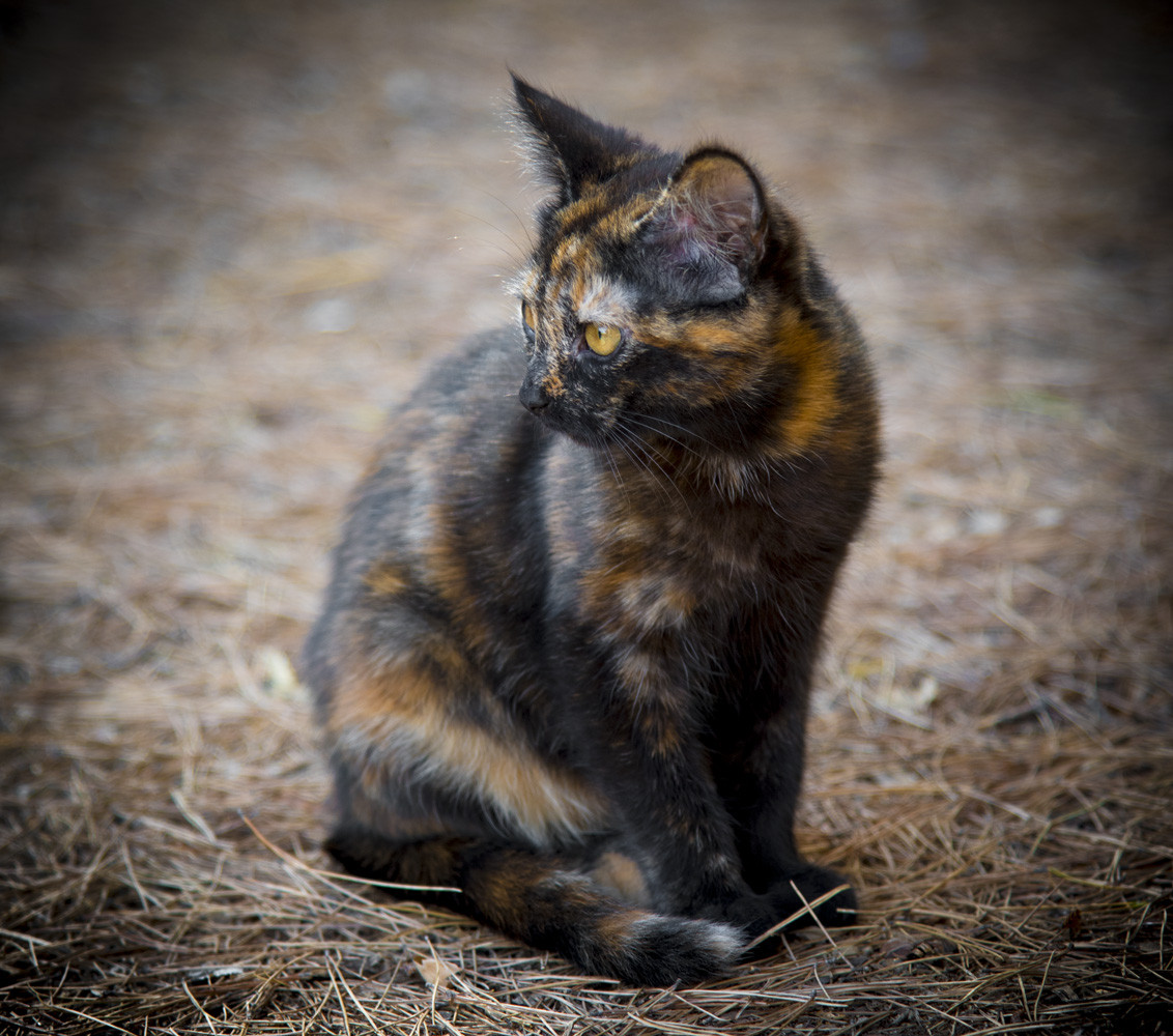 beau chat en saint chinian vin aoc languedoc