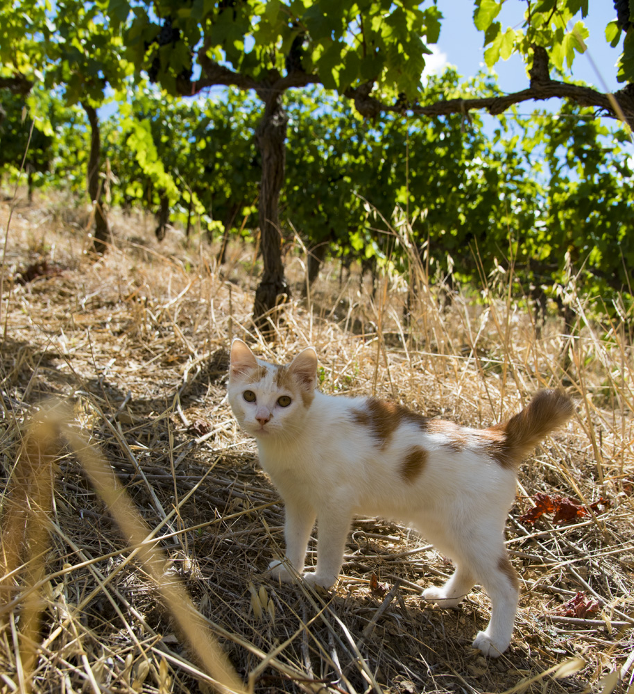 miaou minou dans le vignoble du languedoc