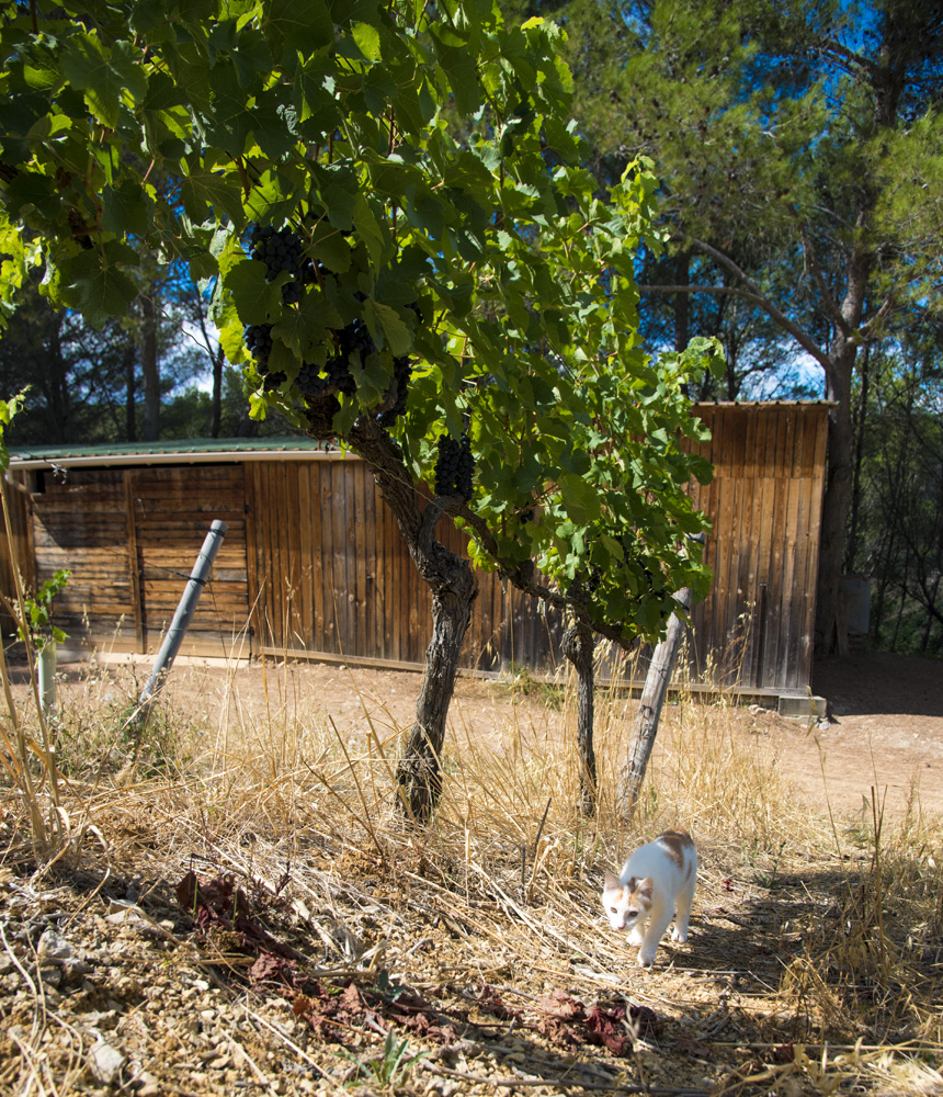 chaton dans les vignes languedoc