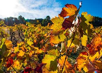 Couleurs de l’Automne dans les vignes du Languedoc