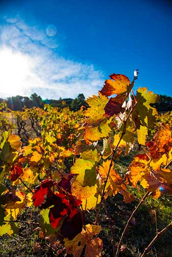 Couleurs de l’Automne dans les vignes du Languedoc