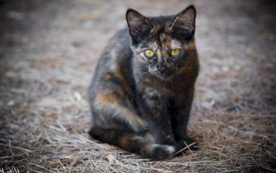 Des chats dans les vignes