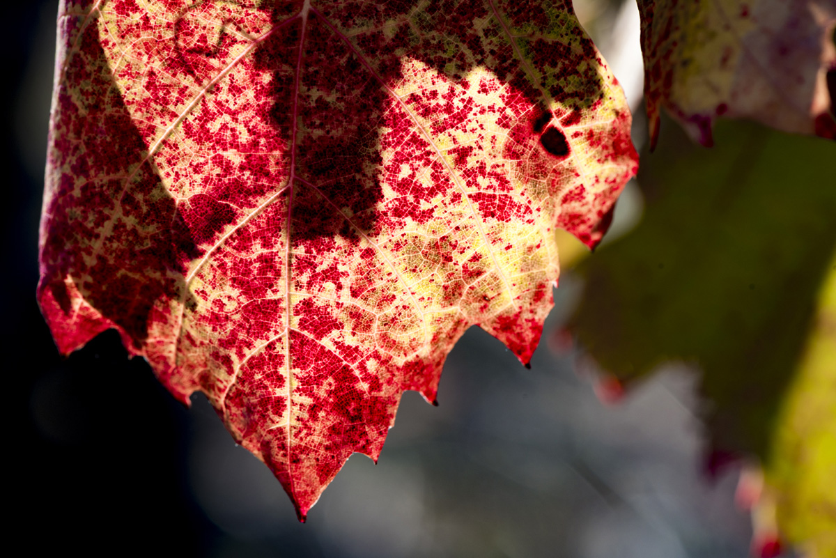 feuille de vigne automne