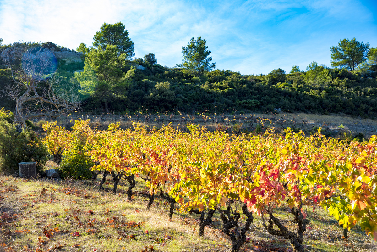 vignoble saint chinian