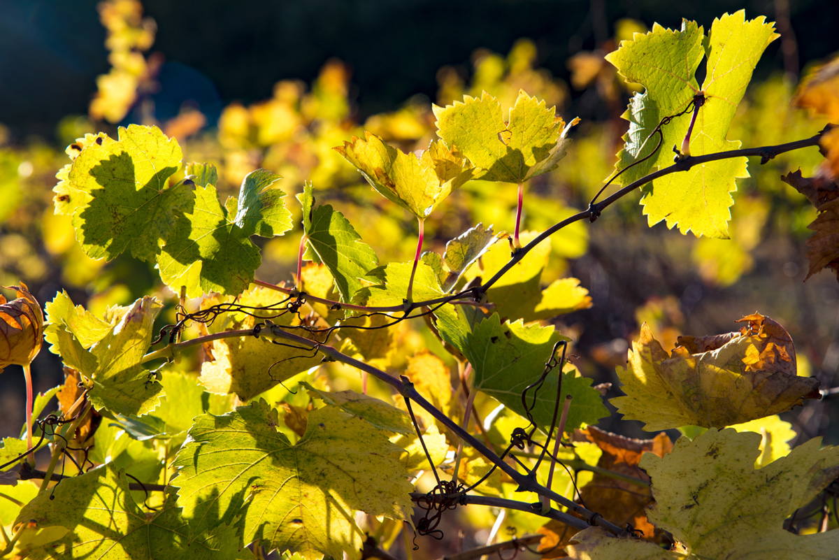 vrille vigne de saint chinian