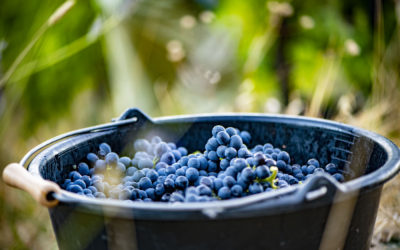 Les vendanges 2018, maturité et qualité au rendez-vous