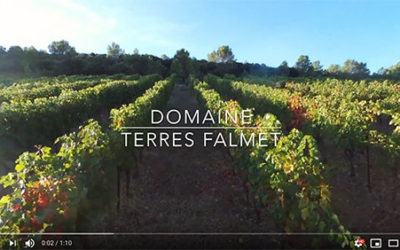 Vidéo du vignoble au petit matin d’un jour de vendanges