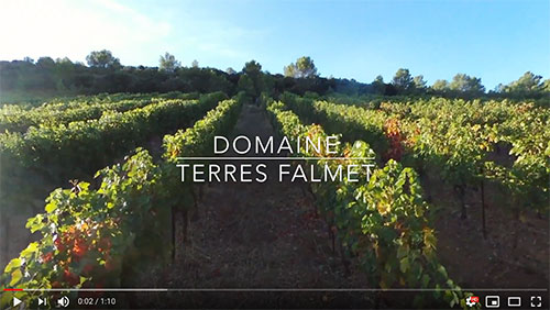 Vidéo du vignoble au petit matin d’un jour de vendanges