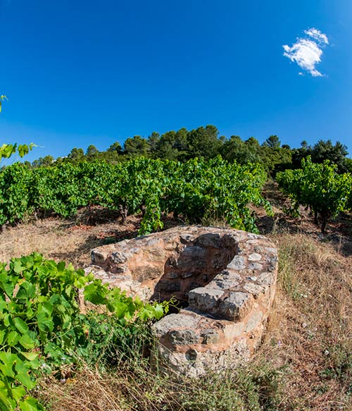 puits vignes vignoble saint chinian