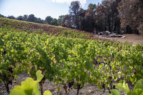 Le Vignoble des TERRES FALMET en feu
