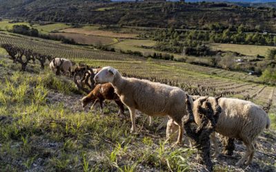 Dans mon vignoble, pas de confinement pour les moutons !