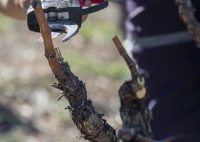 taille de la vigne languedoc saint chinian