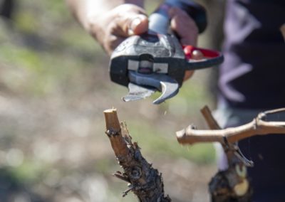 travail de taille dans la vigne