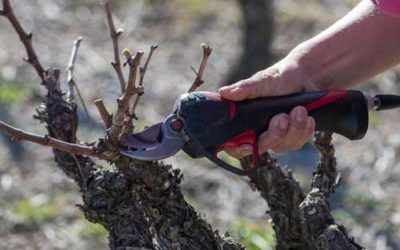 Les raisons de la taille tardive du Carignan