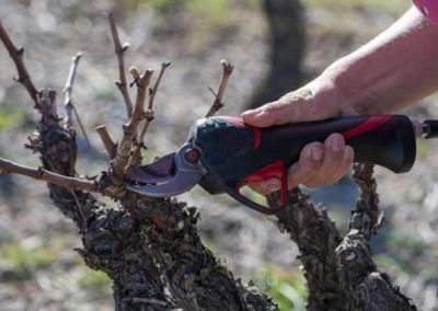 comment on taille une vigne