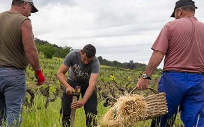 Regreffage de Carignans Centenaires