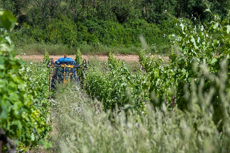 ecimage vignes languedoc