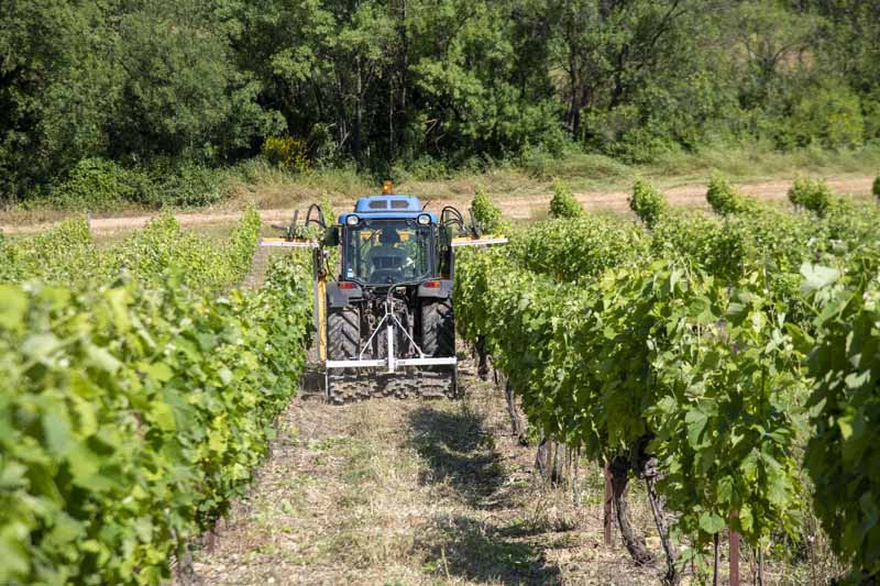 comment on rogne la vigne