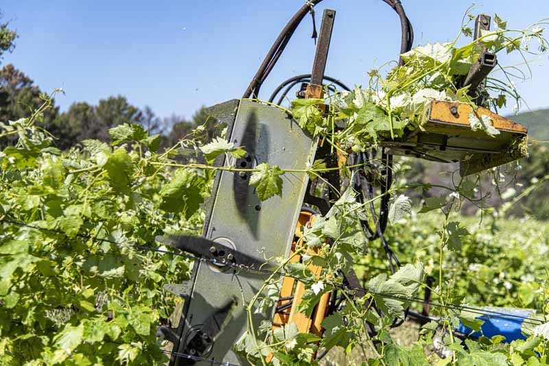 rognage de la vigne