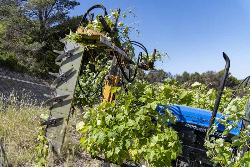 comment on écime la vigne