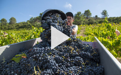 Les Vendanges 2020 marquées par l’accident de Yves