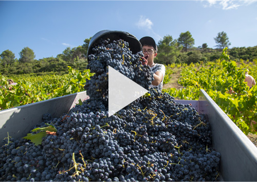 Les Vendanges 2020 marquées par l’accident de Yves