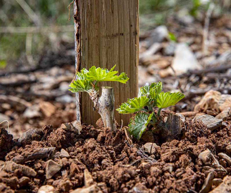 jeune-vignes-languedoc vignes plantier
