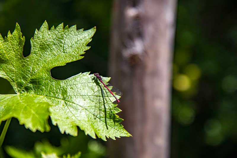 libellule-insecte-vigne-ecologie insecte agro ecologie