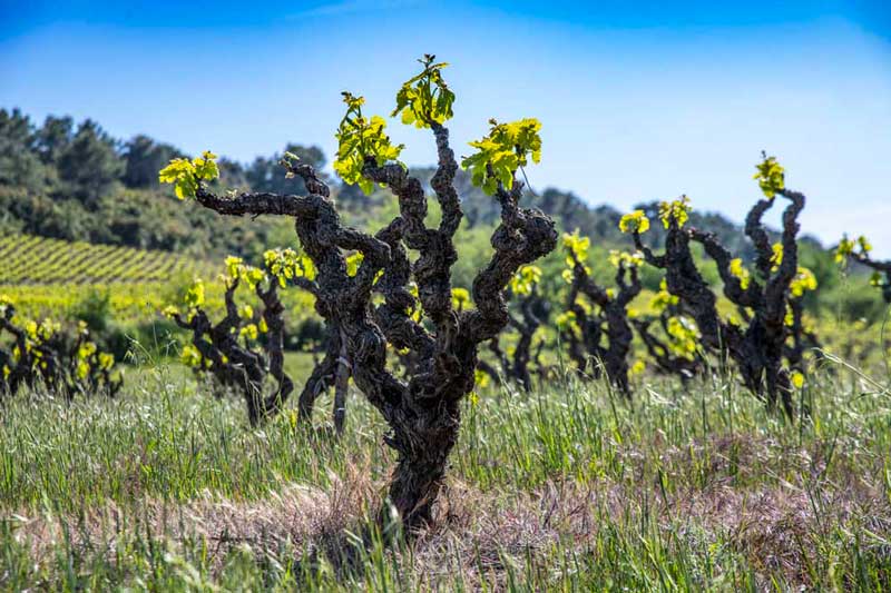 pied de vigne