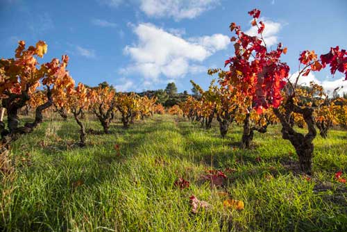 terroir saint chinian