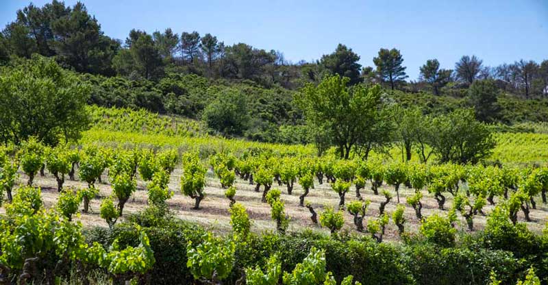 vignes du languedoc