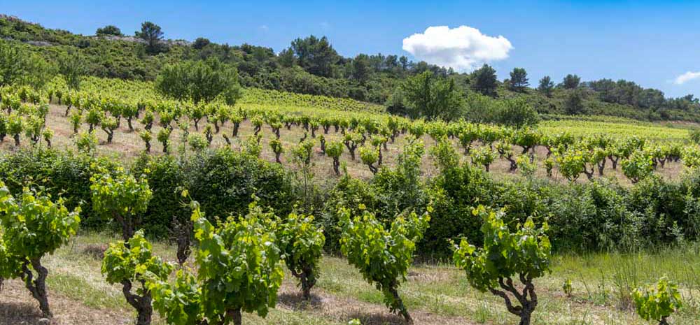 vignoble agroecologique