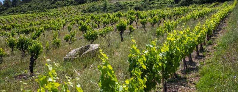 vignoble hve puits languedoc