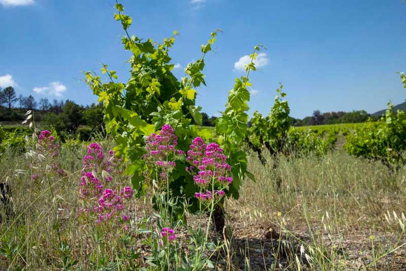 pas de pesticide vigne