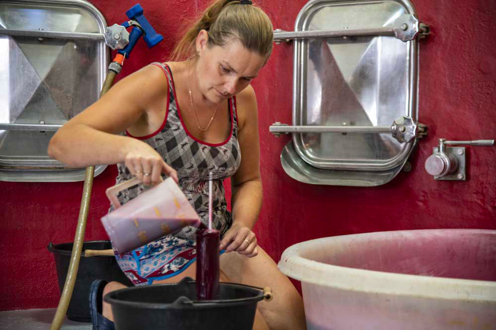 vinification vin rouge