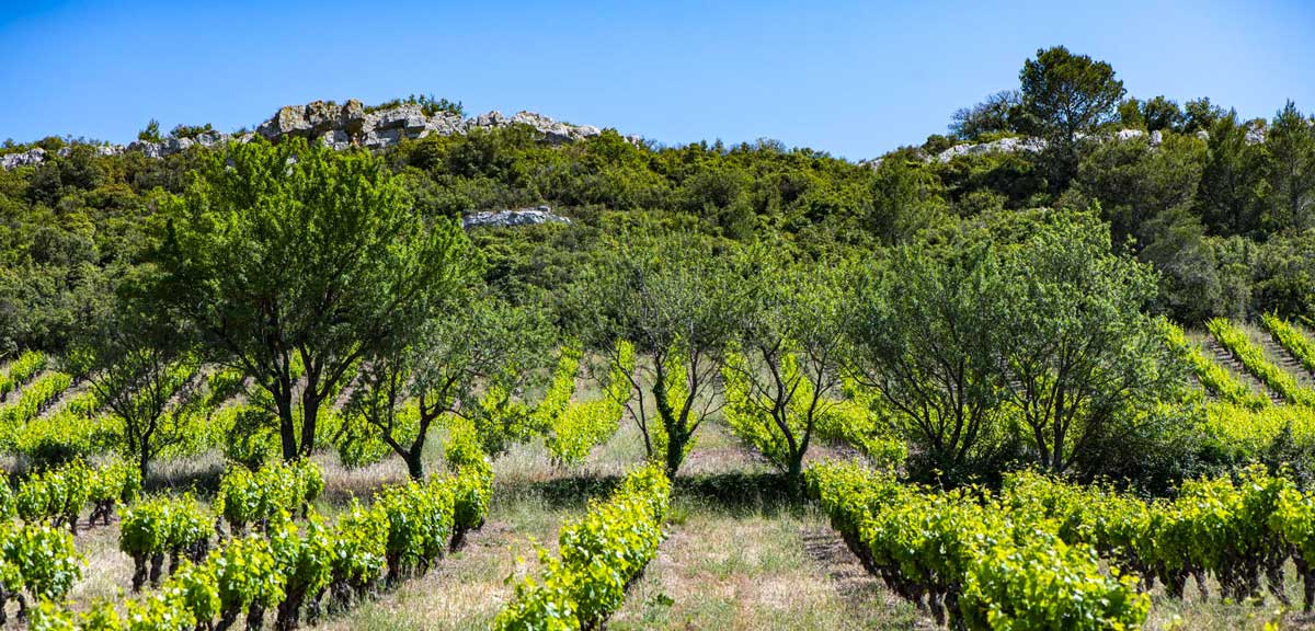 vignoble terres falmet saint chinian