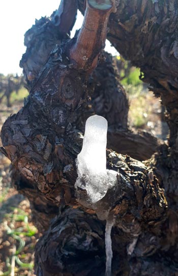 Avis de grand froid