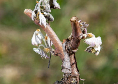 vignes gel falmet