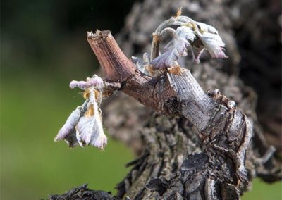 vignes terres falmet