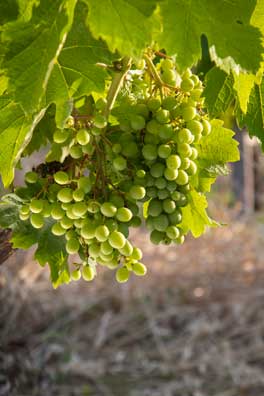 vignes saint chinian languedoc