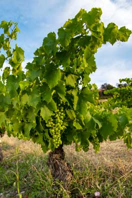 pied de vignes languedoc 