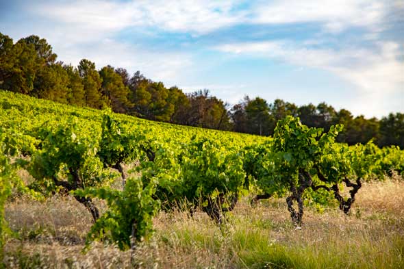 vignoble du languedoc en juillet