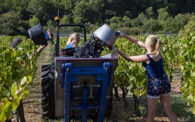 Vendanges 2021 : Halina et Majka