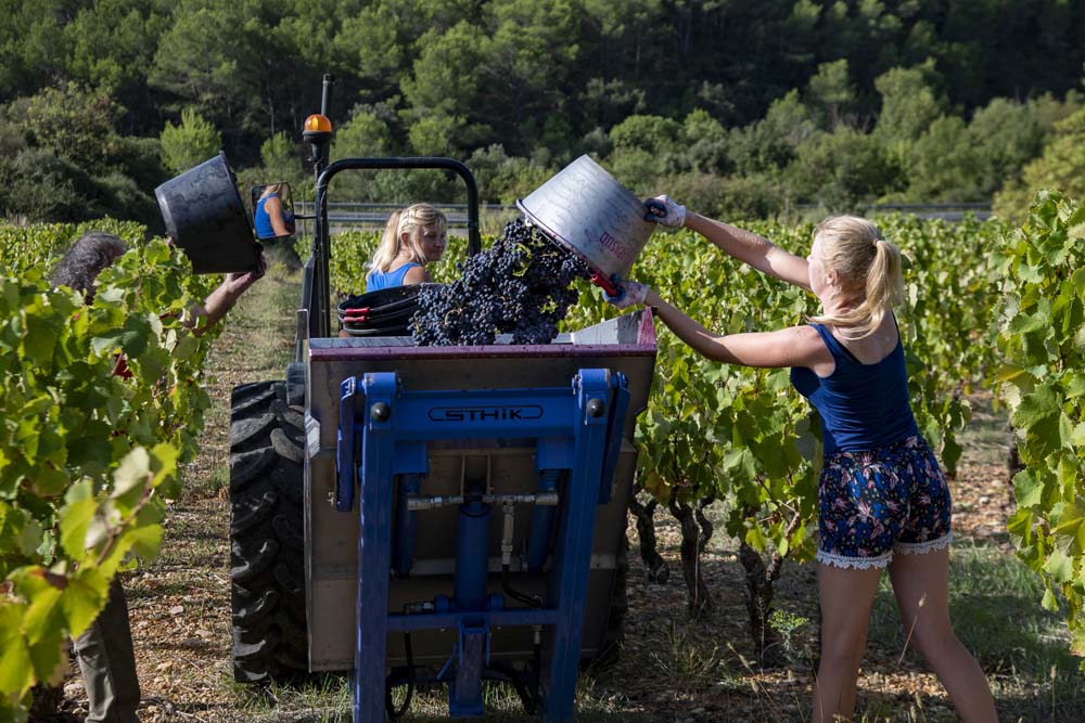 DSC0201 falmet vendanges