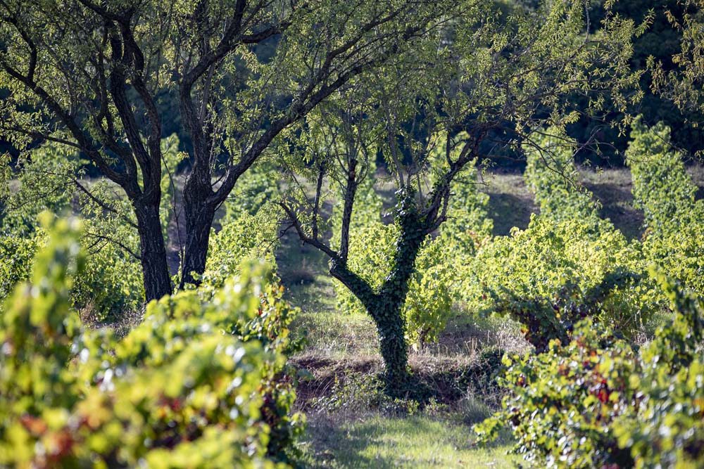 DSC0312 falmet vendanges