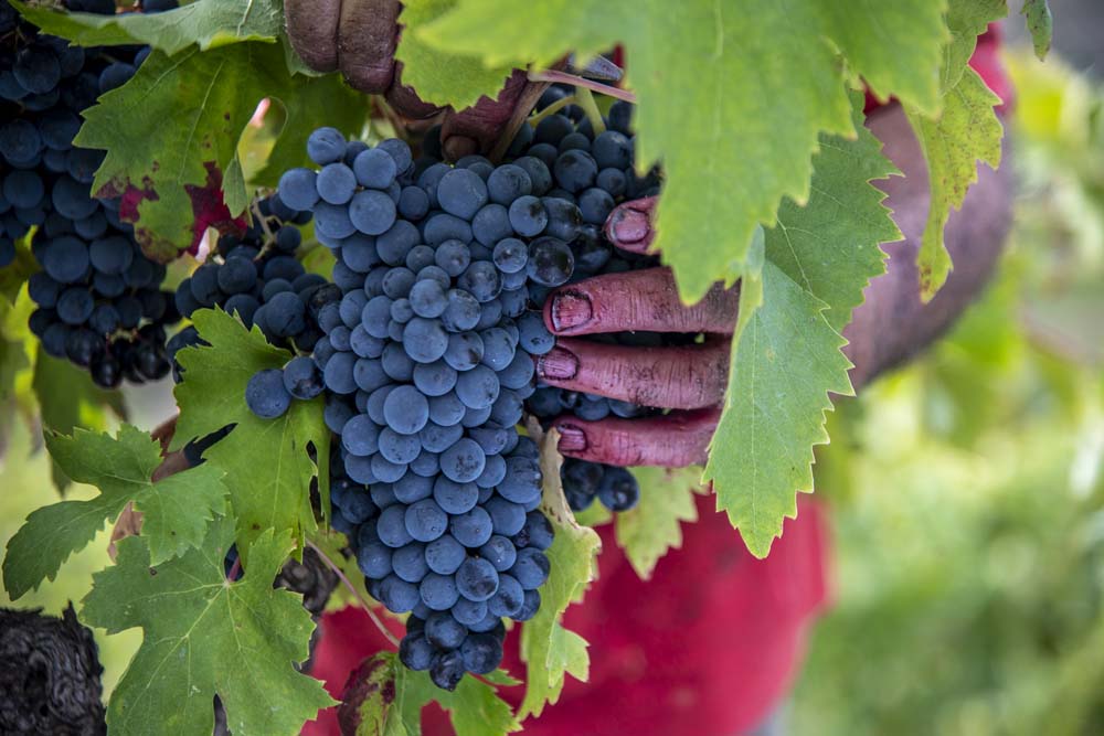 DSC0457 falmet vendanges