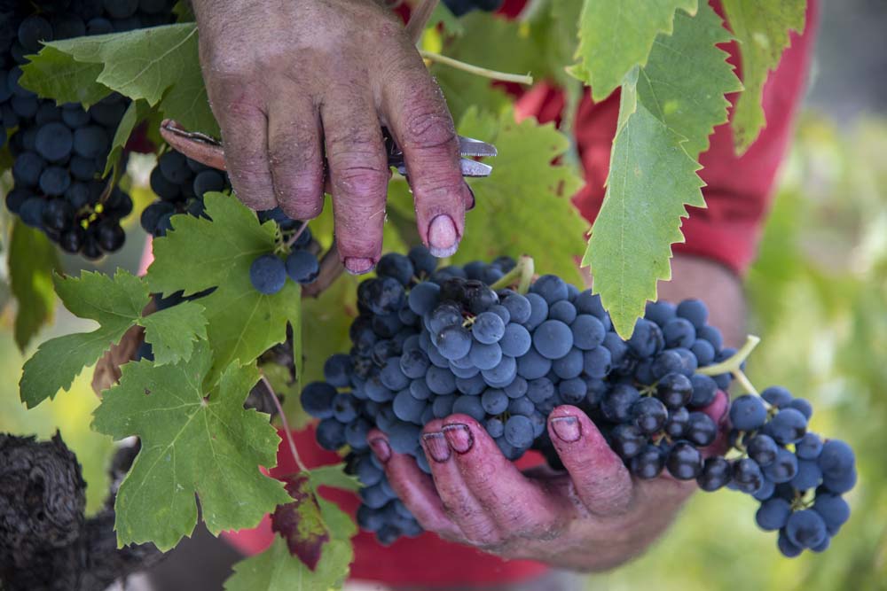 DSC0459 falmet vendanges