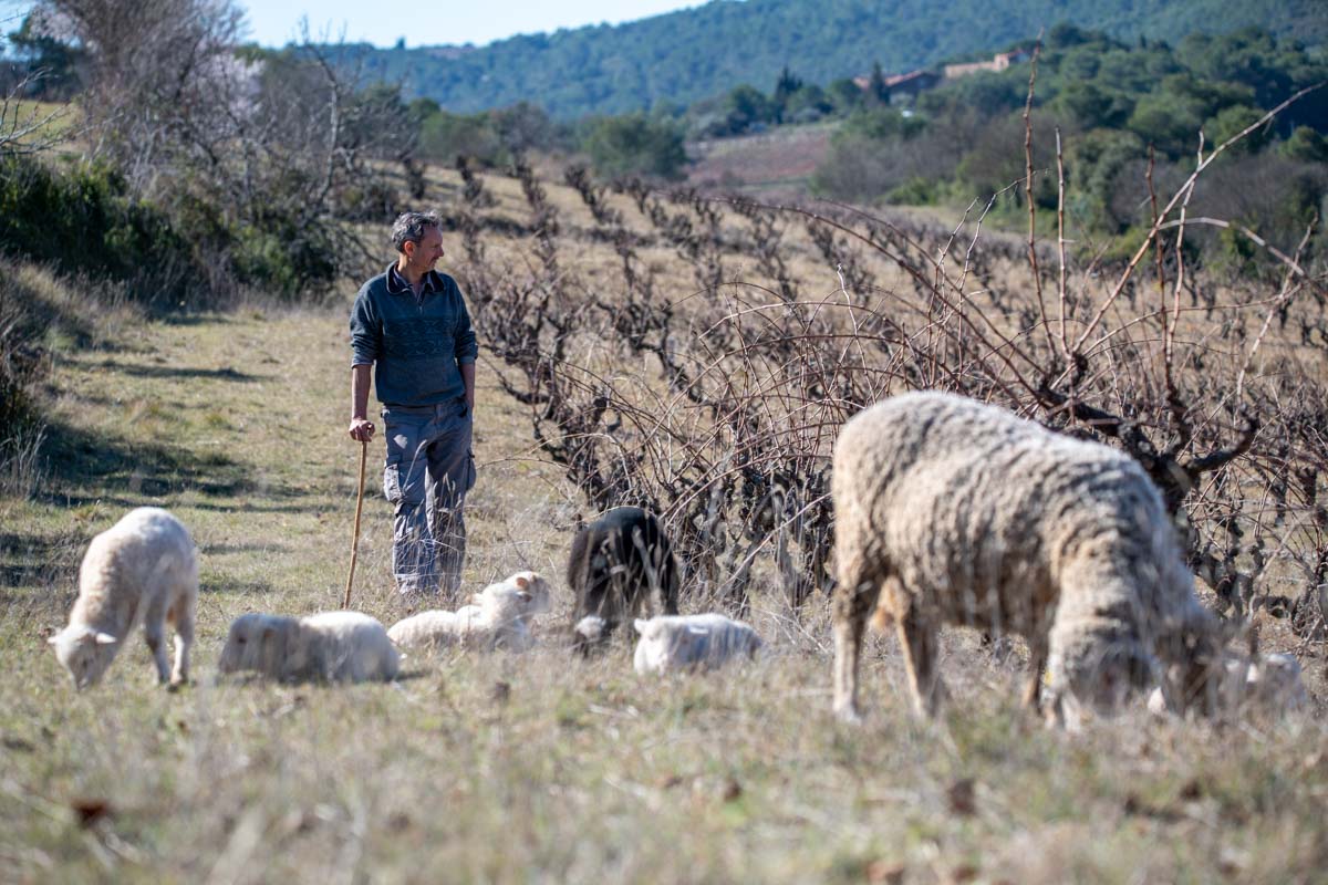 yves falmet vigne troupeau mouton