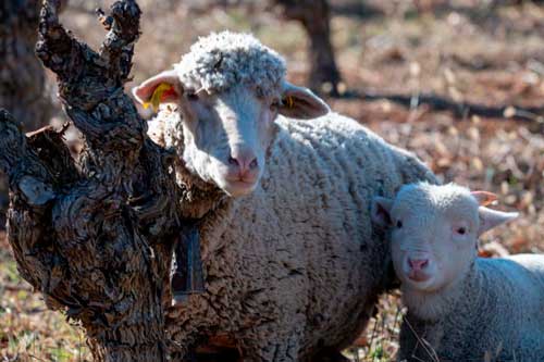 mouton dans les vignes